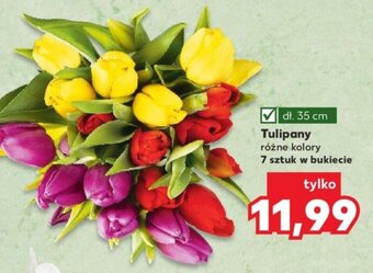 Kaufland Tulipany 7szt. oferta