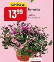 Polomarket Trzykrotka don. 12 cm oferta