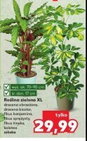 Kaufland Dracena obrzeżona oferta