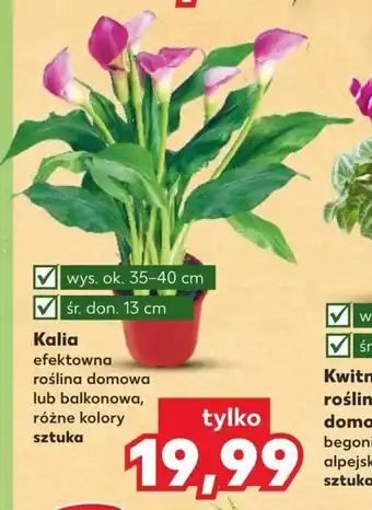 Kaufland Kalia 1szt. oferta