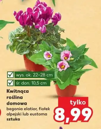 Kaufland Kwitnąca roślina domowa oferta