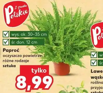 Paproć 1szt.