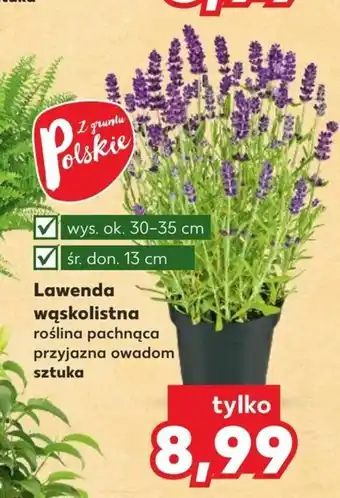 Kaufland Lawenda wąskolistna 1szt. oferta