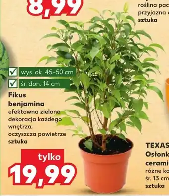 Fikus benjamina 1szt.