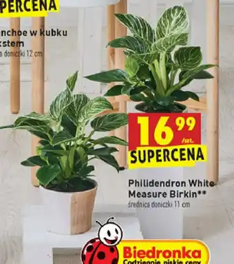 Biedronka Philidendron white measure birkin śr. don. 11 cm 1 SZT oferta
