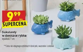 Biedronka Sukulent w ozdobnej doniczce rybka 7 cm 1 SZT oferta