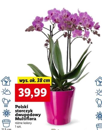 Lidl Storczyk dwupędowy oferta