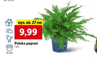 Lidl Paproć oferta