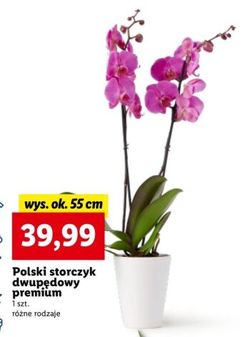 Lidl Storczyk 2-pędowy premium oferta