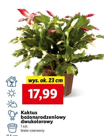Lidl Kaktus bożonarodzeniowy oferta