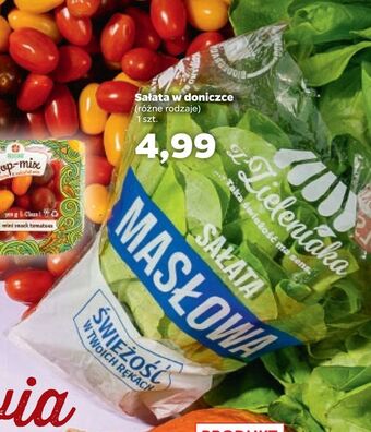 Netto Sałata w doniczce oferta