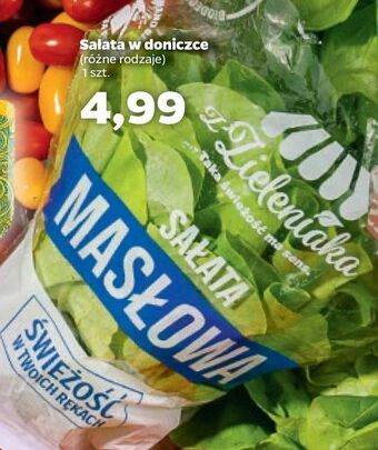 Netto Sałata masłowa z zieleniaka netto oferta