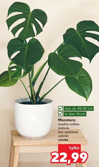 Kaufland Monstera oferta