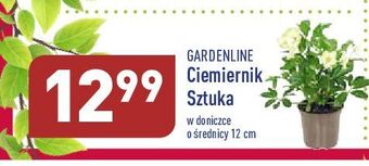 ALDI Ciemiernik don. 12 cm garden line oferta