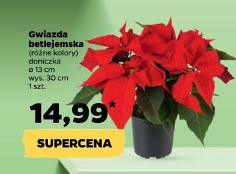 Netto Gwiazda betlejemska 13 cm oferta