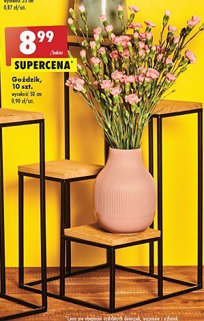 Biedronka Goździki 50 cm oferta