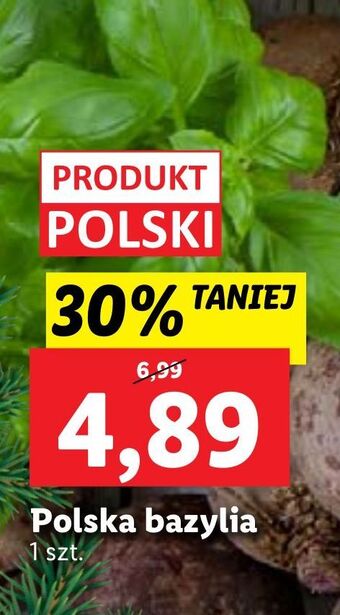 Lidl Bazylia oferta