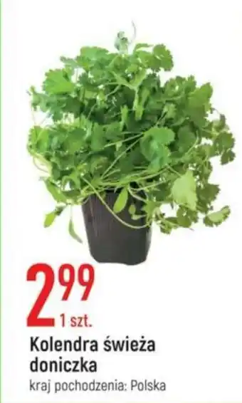 E.Leclerc Kolendra świeża doniczka oferta