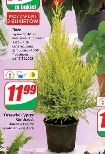 Dino Cyprys goldcrest oferta