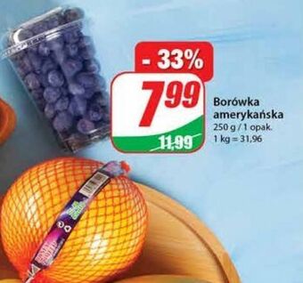 Dino Borówki amerykańskie oferta