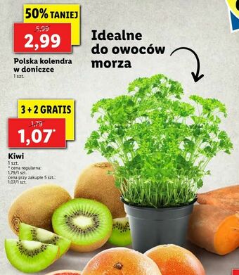 Lidl Polska kolendra w doniczce oferta
