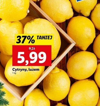 Lidl Cytryna oferta