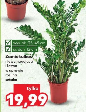 Kaufland Zamiokulkas oferta