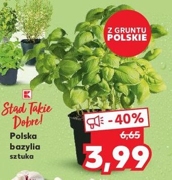 Kaufland Bazylia k-classic stąd takie dobre! oferta