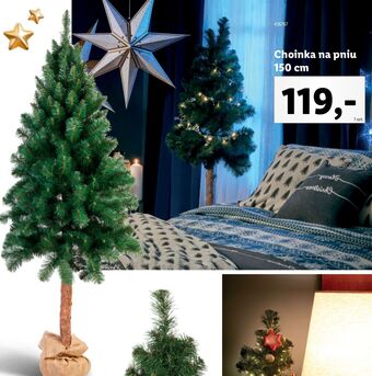 Lidl Choinka na pniu 150 cm oferta