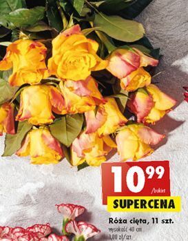Biedronka Róża 40 cm oferta
