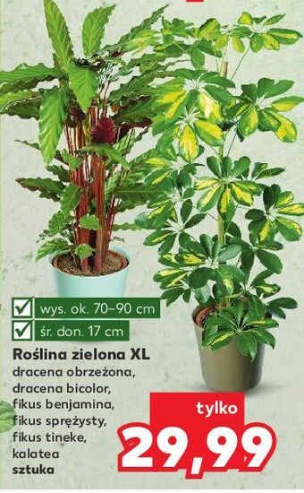 Kaufland Fikus benjamina oferta