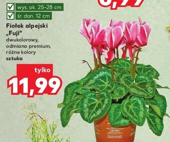 Kaufland Fiołek alpejski oferta