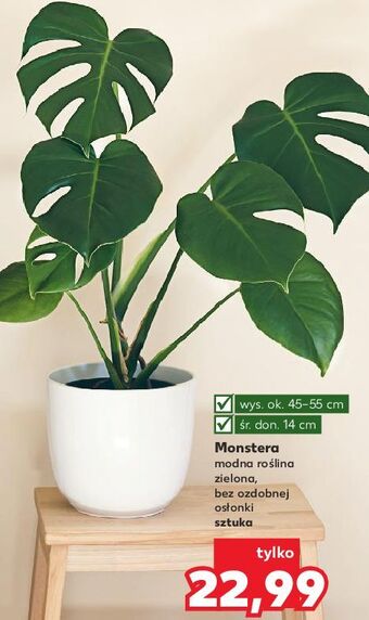 Kaufland Monstera don. 14 cm oferta