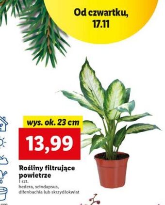 Skrzydłokwiat