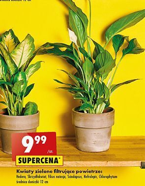 Biedronka Fikus natasja 12 cm oferta