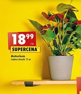 Biedronka Anturium 12 cm oferta