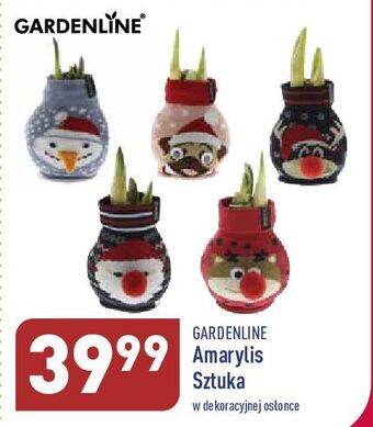 ALDI Amarylis 12 cm garden line oferta