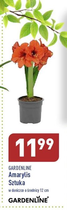 ALDI Amarylis 12 cm garden line oferta