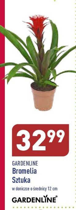 ALDI Bromelia 12 cm garden line oferta