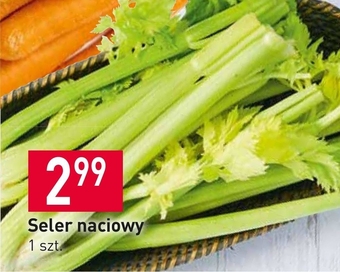 Stokrotka Seler naciowy oferta