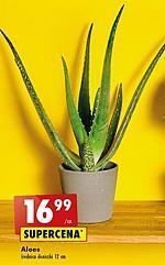 Biedronka Aloes oferta