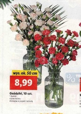 Lidl Goździki, 10szt. oferta