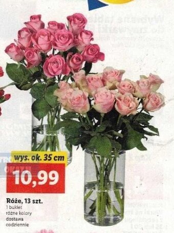 Lidl Róże, 13 szt. oferta