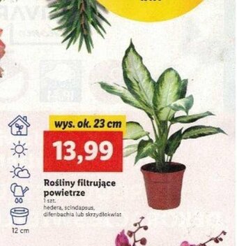 Lidl Rośliny filtrujące powietrze oferta