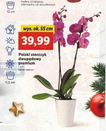 Lidl Polski storczyk dwupędowy premium oferta