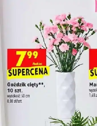 Biedronka Goździki cięty 10szt. oferta