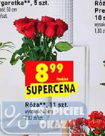 Biedronka Róża 11szt. oferta