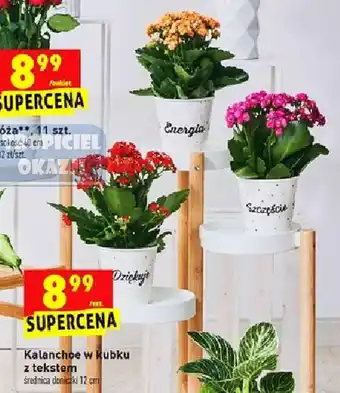 Biedronka Kalanchoe w kubku z tekstem oferta