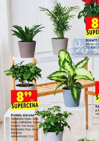 Biedronka Kwiaty zielone oferta