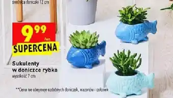 Sukulenty w doniczce rybka